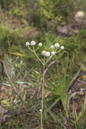 Eryngium yuccifolium var. synchaetum #1